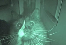 Фото - Почему кошки бегают по ночам?