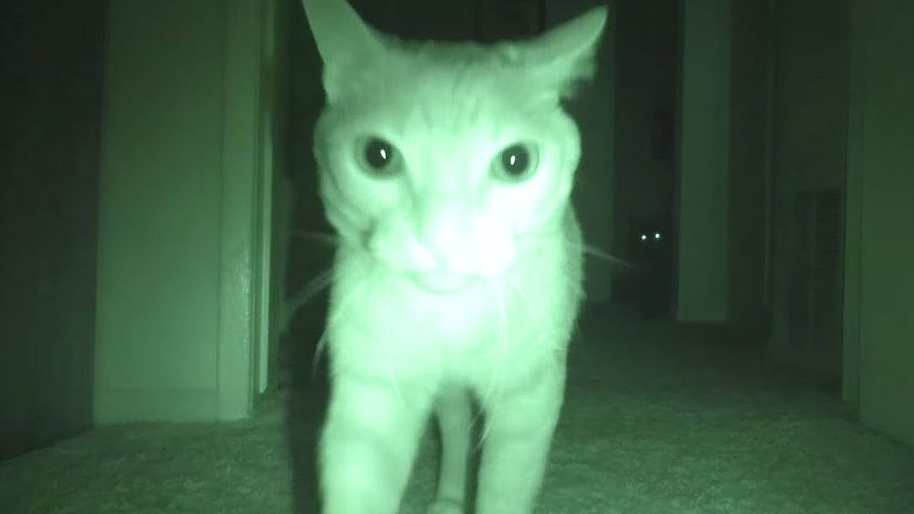 Почему кошки бегают по ночам?