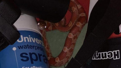 Фото - Поиск туфель в шкафу закончился обнаружением змеи