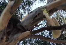 Фото - Попугай готов защищать своё дерево от любых захватчиков