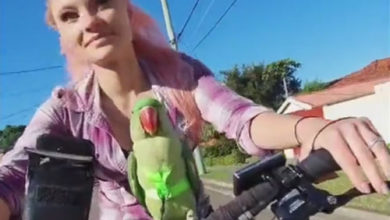 Фото - Попугай никогда не отказывается прокатиться с хозяйкой на велосипеде
