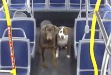 Фото - Потерявшиеся собаки вернулись домой благодаря водительнице автобуса
