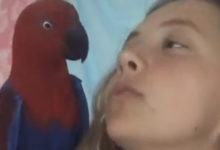 Фото - Позируя вместе с хозяйкой для видео, попугай неожиданно разъярился