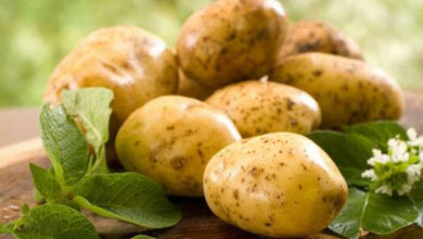 Фото - Пресс-релиз: 5 полезных свойств картофеля для здоровья человека