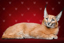 Фото - Пресс-релиз: Элитный кот дегустатор квартир с зарплатой 100.000 рублей