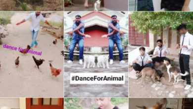 Фото - Пресс-релиз: Приложение Likee запустило инициативу по защите животных #DanceForAnimal