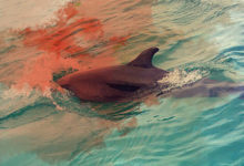 Фото - Пресс-релиз: «Зелёная Альтернатива» выступает за закрытие дельфинариев в России
