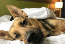 Фото - Приютские собаки скрашивают людям проживание в необычном отеле