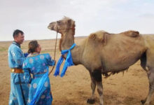 Фото - Проданный верблюд проделал долгий путь, чтобы вернуться домой