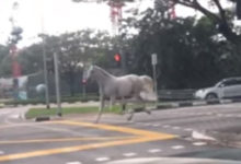 Фото - Прогулка лошади по опустевшим улицам оказалась не особенно долгой
