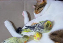 Фото - Птички укрылись от собрата-забияки в объятиях необычной защитницы
