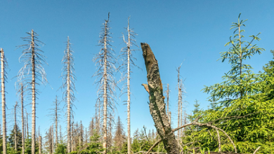 Фото - Разоривший шведские леса жук захватил Америку