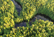Фото - Российские леса оказались дороже нефти