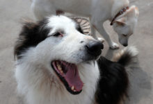 Фото - Росстат захотел потратить миллионы рублей на отпугиватели собак
