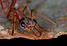 Фото - Самые опасные муравьи: где они обитают и насколько больно кусают?