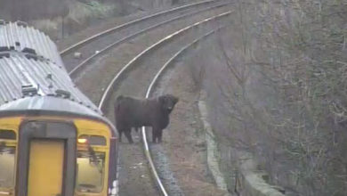 Фото - Сбежавшая корова на час остановила движение поездов