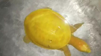 Фото - Селяне изумились, обнаружив редкую черепаху жёлтого цвета