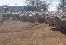 Фото - Щенок, впервые познакомившийся с овцами, приятно удивил своих хозяев