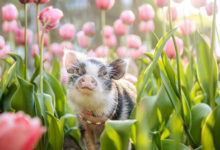 Фото - Симпатичной свинье устроили фотосессию в розовых тюльпанах