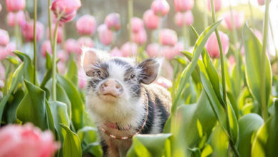 Фото - Симпатичной свинье устроили фотосессию в розовых тюльпанах