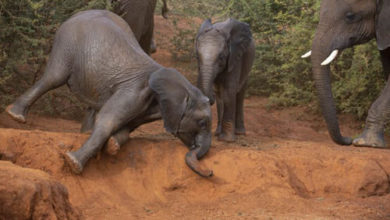 Фото - Слонёнок, упавший в пыльную яму, вышел из этого положения как ни в чём не бывало