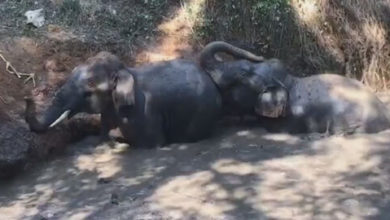 Фото - Слоны, попавшие в грязный пруд, получили помощь