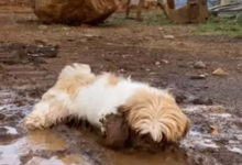 Фото - Собака открыла для себя прелести грязевых ванн