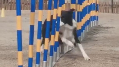 Фото - Собака поражает своей скоростью и ловкостью