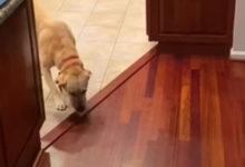 Фото - Собака придумала, как ходить по страшному деревянному полу