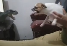 Фото - Собаки по-разному отреагировали на нападение игрушечного динозавра