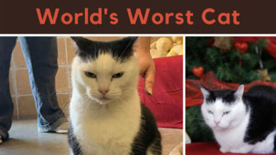 Фото - Сотрудники приюта назвали одну из своих подопечных худшей кошкой в мире