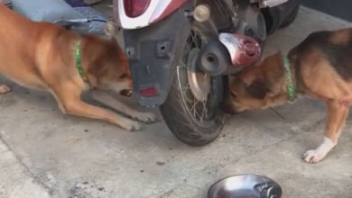 Фото - Ссора двух собак получилась необычной