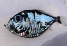 Фото - Странная рыба выглядит так, будто сошла с картины Пикассо