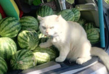 Фото - Сварливый кот вот уже несколько лет работает на арбузной ферме
