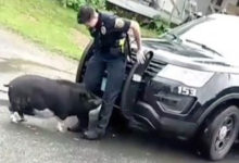 Фото - Свинья продемонстрировала непочтительное отношение к полиции