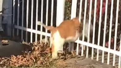 Фото - Толстый кот так и не смог справиться с забором