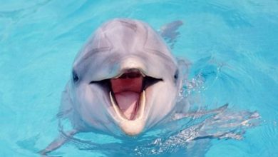 Фото - Ученые: дельфины дают друг другу имена