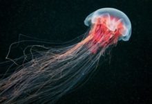 Фото - Ученые собираются делать чипсы из медуз