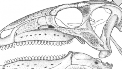 Фото - Учёные впервые в истории собрали и изучили полный скелет динозавра