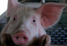 Фото - Учёные вырастили в лимфоузлах свиней «запасную» печень