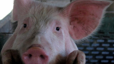 Фото - Учёные вырастили в лимфоузлах свиней «запасную» печень