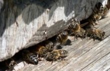 Фото - Уход за пчелами весной: особенности первого ухода