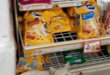 Фото - Умный бездомный кот прекрасно знал, что ему нужно в магазине