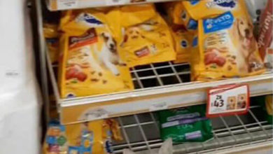 Фото - Умный бездомный кот прекрасно знал, что ему нужно в магазине