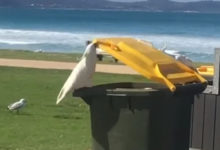 Фото - Умный попугай помог друзьям утолить голод из мусорного бака