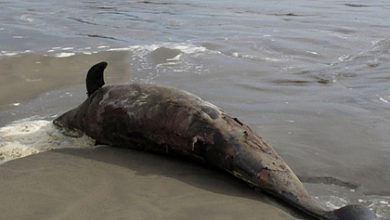 Фото - Установлена причина массовой гибели дельфинов на черноморском курорте