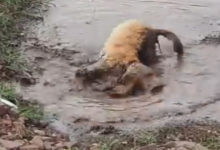 Фото - Увидев грязную лужу, пёс потерял контроль над собой