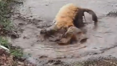 Фото - Увидев грязную лужу, пёс потерял контроль над собой