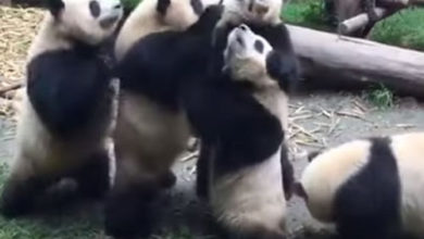 Фото - В ожидании угощения панды продемонстрировали нежелание делиться