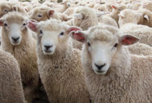 Фото - Ветеринар прописала овце ношение бюстгальтера